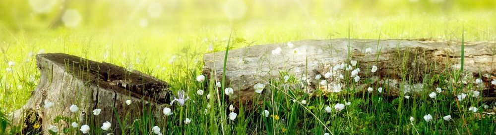 Natur-Coaching & Natur-Erlebnisse