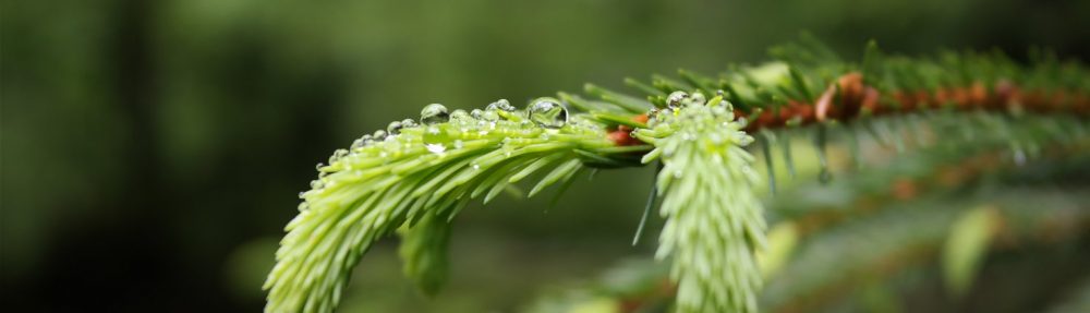 Fichtenspitzen – zartes Grün